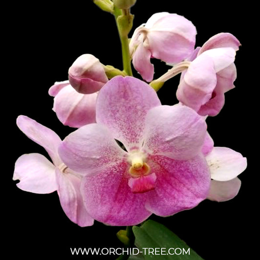 Vanda Sanchai Sakura #29 Orchid Plant - BS