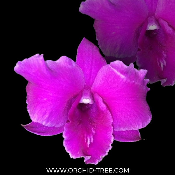 Dendrobium Sarah Beauty Orchid Plant - BS