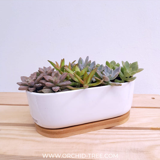 Succulent Showstopper | Arrangement in Ceramic Planter