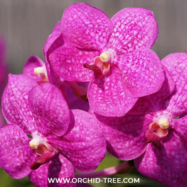 Vanda. Siriporn Pink #2 Orchid Plant -BS