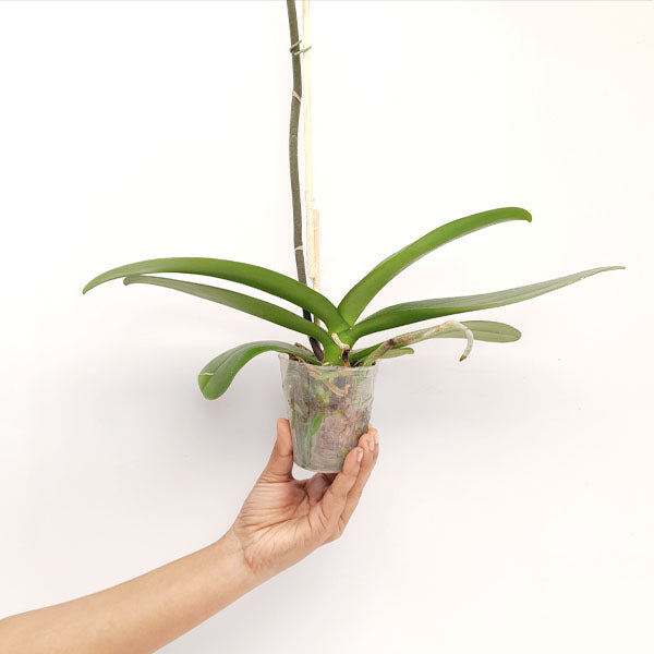 Phalaenopsis Sogo Yukidian V3 Orchid Plant - FF