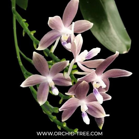 Phalaenopsis speciosa 'Mauve' sp. Orchid Plant - BS