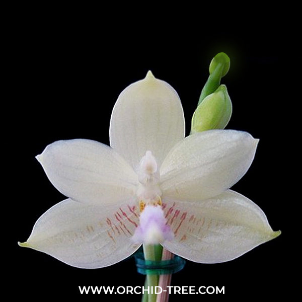 Phalaenopsis floresensis X speciosa Orchid Plant - FF