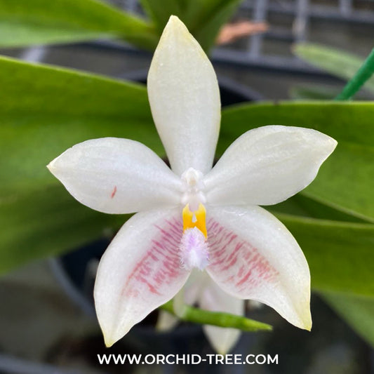 Phalaenopsis floresensis X speciosa Orchid Plant - FF