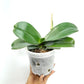 Phalaenopsis Sunflower Berry Orchid Plant- FF