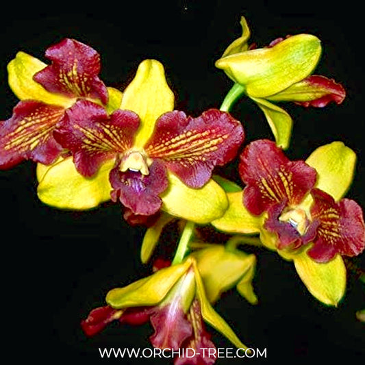 Dendrobium Thongchai Gold 3 Lips Orchid Plant - BS