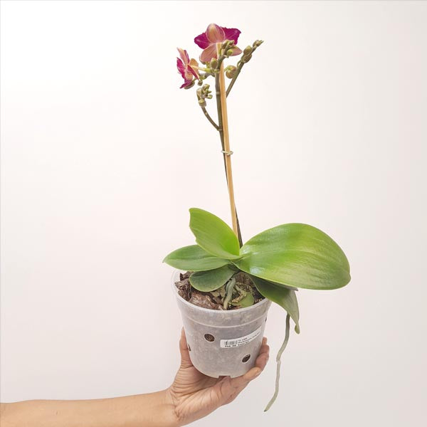 Phalaenopsis Tying Shin Sweet Girl Orchid Plant - FF