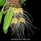 Bulbophyllum vaginatum Orchid Plant - BS