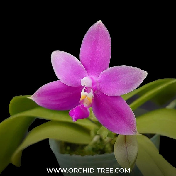 Phalaenopsis violacea var. indigo red 'MIKI' Orchid Plant -FF