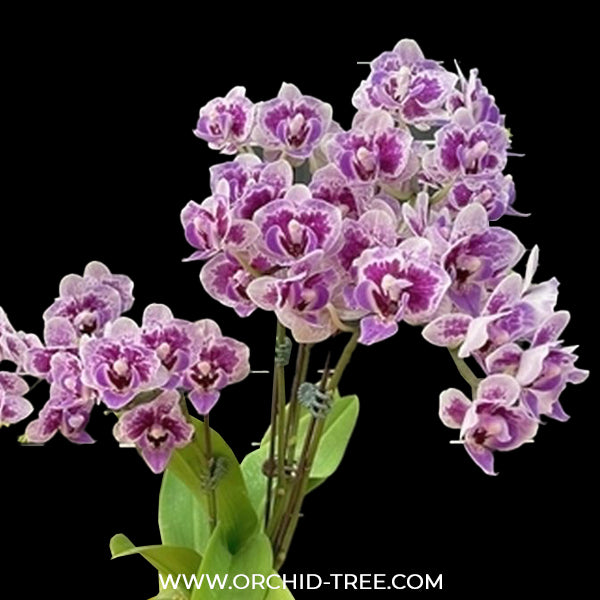 Phalaenopsis Shulong Violet Gem Orchid Plant- FF