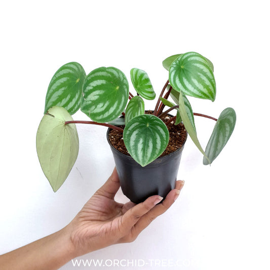 Watermelon Peperomia