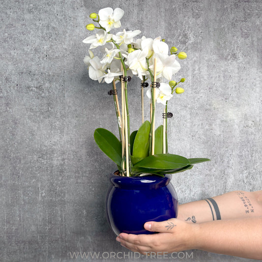 Indigo Serenity| White Phalaenopsis Orchid Display Gift Set