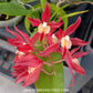 Rodridenia Woon Leng's Red Gem Orchid Plant - BS