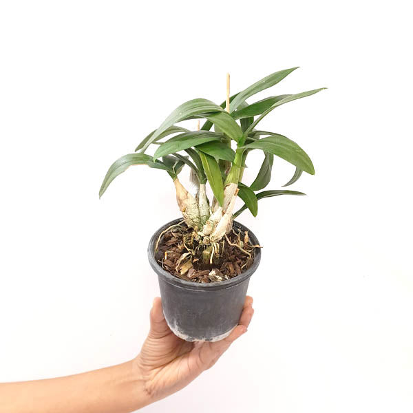 Dendrobium Yaya Compactum (Mini) - BS