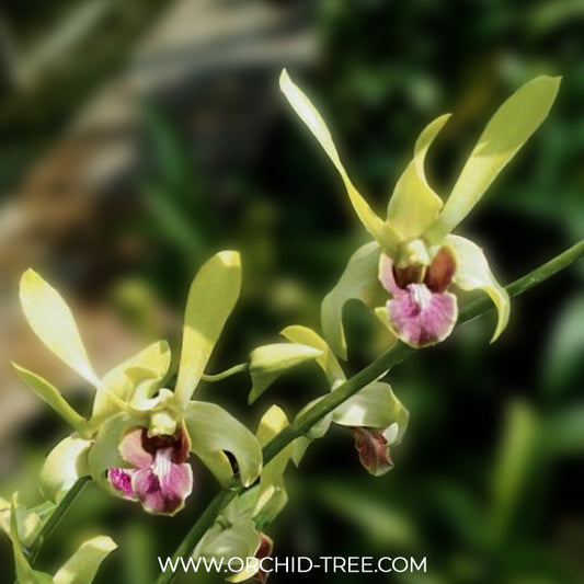 Dendrobium Yellow Rabbit RYU Orchid Plant - BS