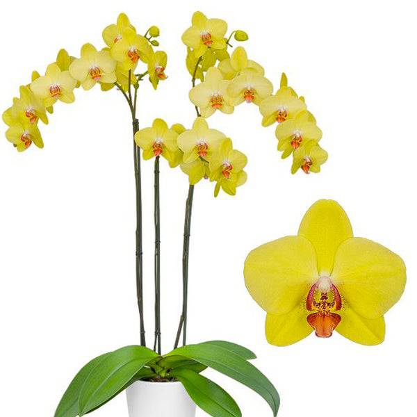 Phalaenopsis Beach Girl - With spike | FF - Buy Orchids Plants Online by Orchid-Tree.com