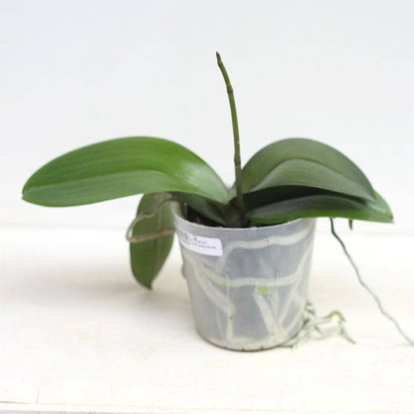 Phalaenopsis Beach Girl - With spike | FF - Buy Orchids Plants Online by Orchid-Tree.com