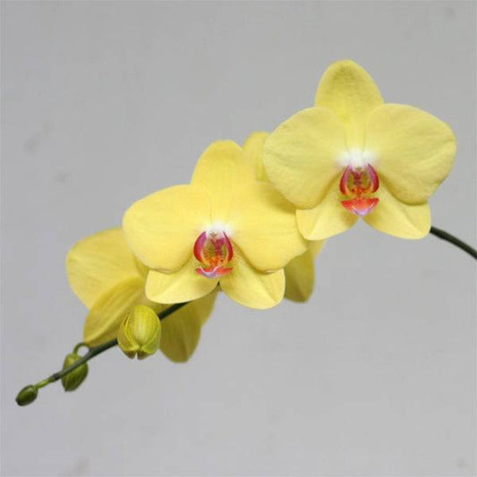 Phalaenopsis Beach Girl - With spike | FF - Buy Orchids Plants Online by Orchid-Tree.com