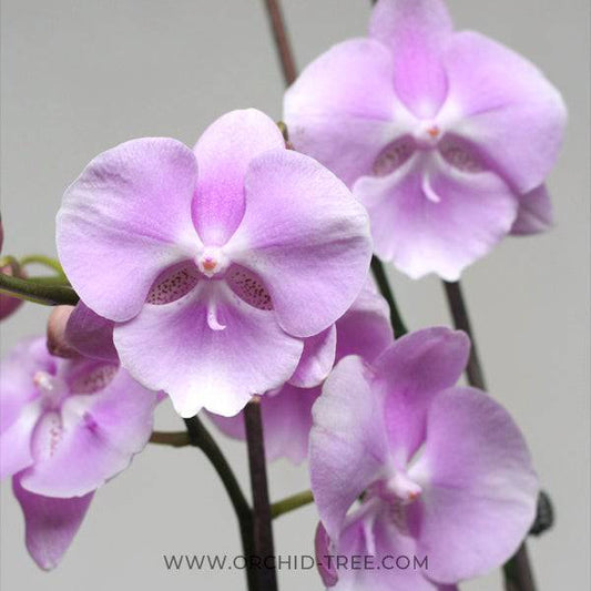 Phalaenopsis Firebird- Without Flowers | BS - Buy Orchids Plants Online by Orchid-Tree.com