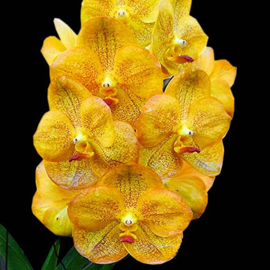 Vanda Somsri Thai Spot - Without Flowers | BS - Buy Orchids Plants Online by Orchid-Tree.com