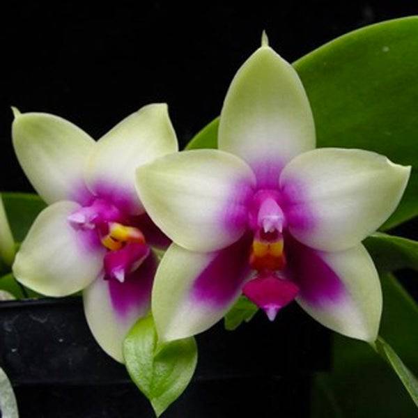 Phalaenopsis bellina sp.- Without Flowers | BS - Buy Orchids Plants Online by Orchid-Tree.com