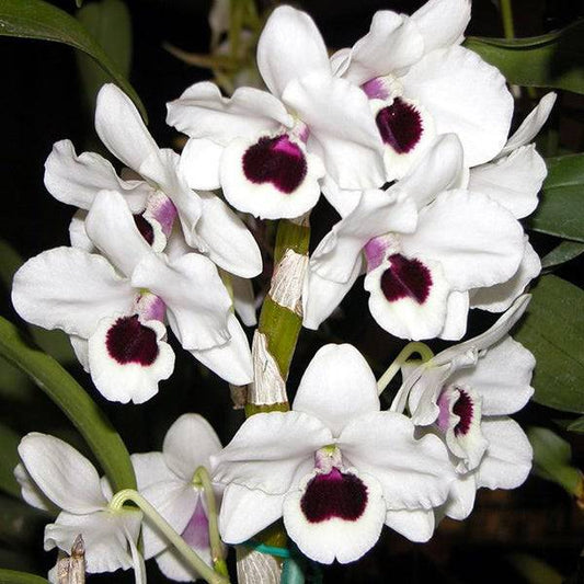 Dendrobium Nobile Siam White - Without Flowers | BS - Buy Orchids Plants Online by Orchid-Tree.com