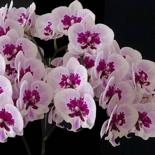 Phalaenopsis Chian Xen Violin × Phal. Lioulin Lovely Lip - Without Flowers | BS - Buy Orchids Plants Online by Orchid-Tree.com