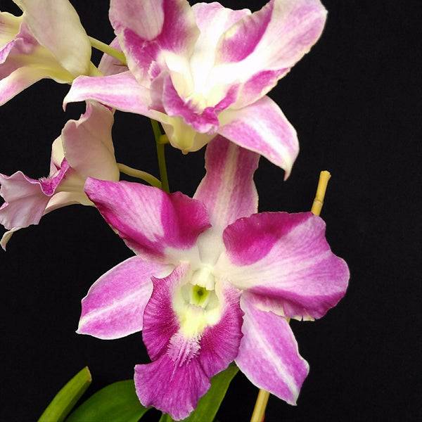 Dendrobium King Dragon Beauty - Without Flowers | BS - Buy Orchids Plants Online by Orchid-Tree.com