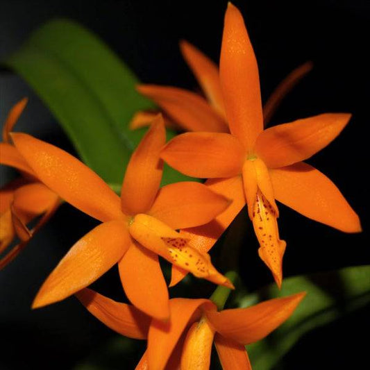 Cattleya (Lc.) Chit Chat Tangerine - Without Flowers | BS - Buy Orchids Plants Online by Orchid-Tree.com