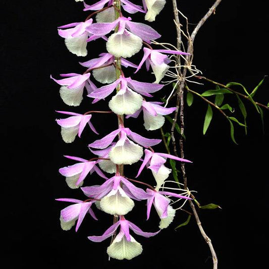 Dendrobium pierardii sp. - Without Flowers | SS - Buy Orchids Plants Online by Orchid-Tree.com