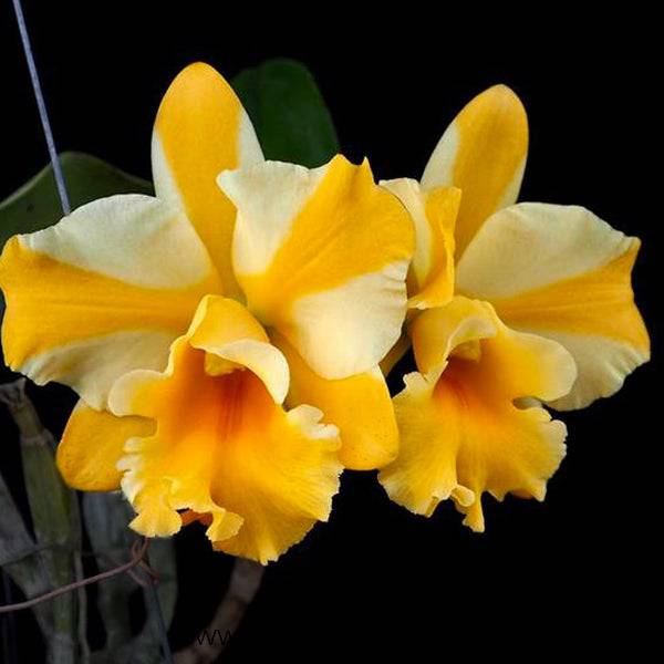 Cattleya (Rlc.) Nell Hammer - Without Flowers | BS - Buy Orchids Plants Online by Orchid-Tree.com