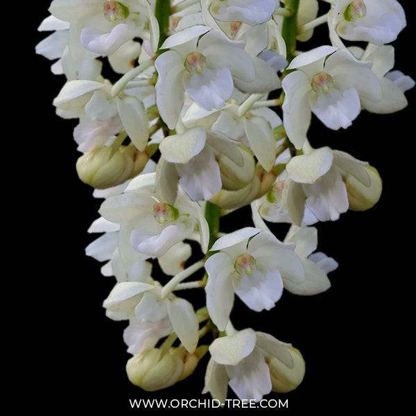 Rhynchostylis Gigantea White - Without Flowers | BS - Buy Orchids Plants Online by Orchid-Tree.com