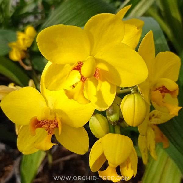 Ground Orchids – Orchid-Tree