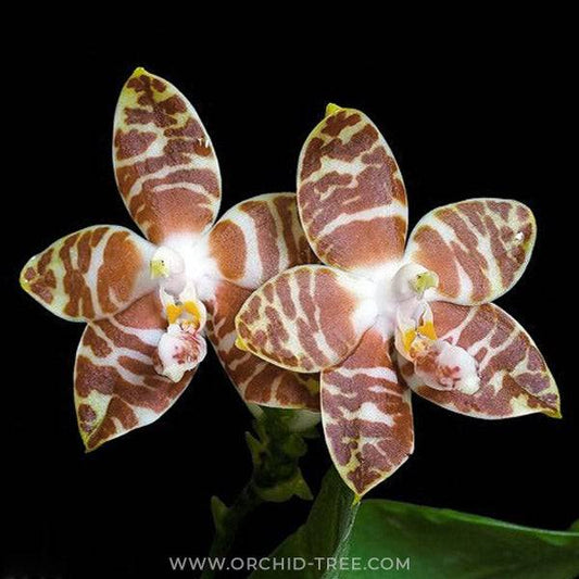 Phalaenopsis amboinensis sp. - Without Flowers | BS - Buy Orchids Plants Online by Orchid-Tree.com