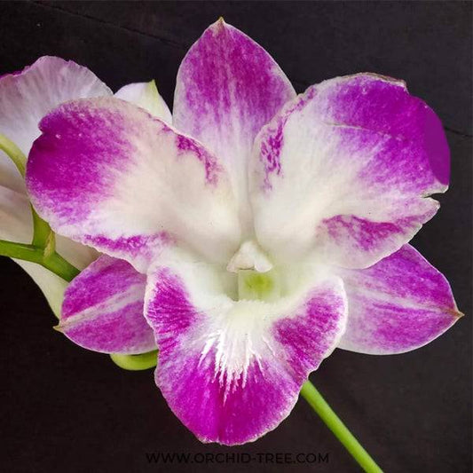 Dendrobium King Jumbo - Without Flowers | BS - Buy Orchids Plants Online by Orchid-Tree.com