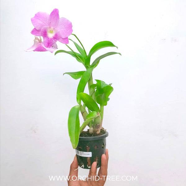 Dendrobium Jumbo Pink - Without Flowers | BS - Buy Orchids Plants Online by Orchid-Tree.com