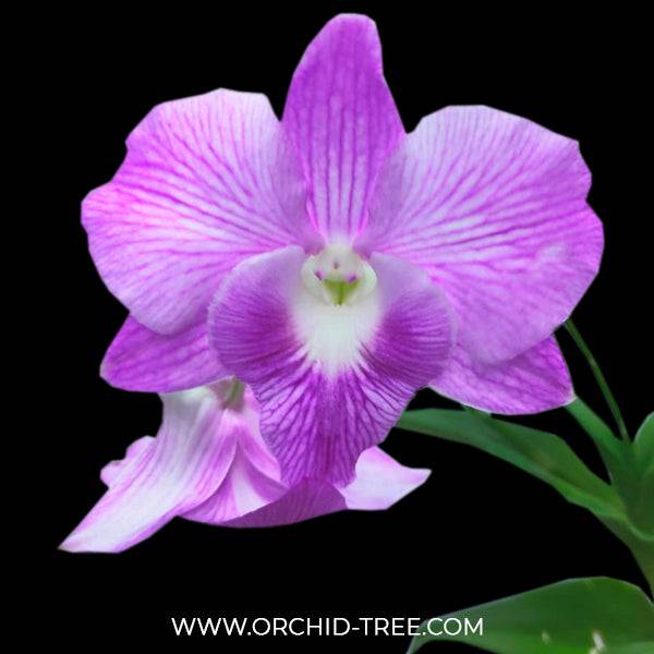 Dendrobium Jumbo Pink - Without Flowers | BS - Buy Orchids Plants Online by Orchid-Tree.com