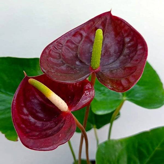 Anthurium Chocolate - With Flowers | FF - Buy Orchids Plants Online by Orchid-Tree.com