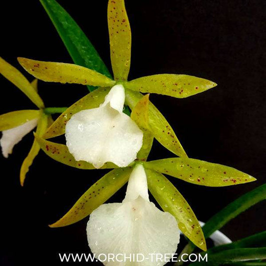 Cattleya (Bc.) Ploenpit Star - Without Flowers | MS - Buy Orchids Plants Online by Orchid-Tree.com