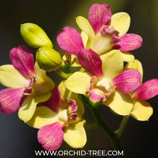 Dendrobium Pretty Doll - Without Flowers | BS - Buy Orchids Plants Online by Orchid-Tree.com