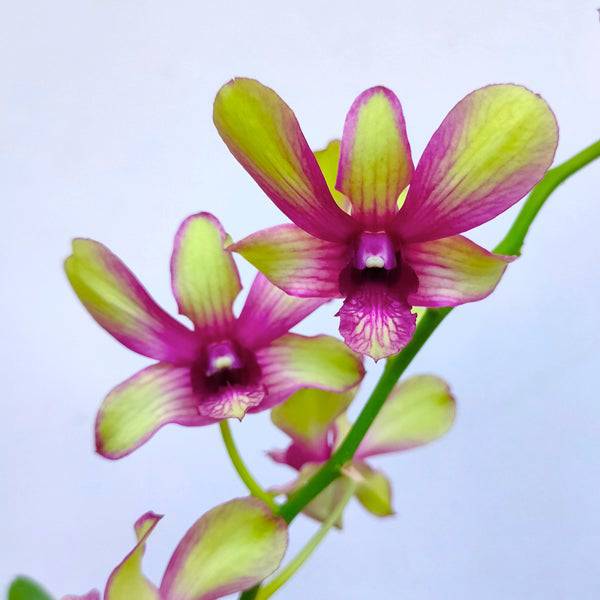 Dendrobium Yellow Splash POF 258 - Without Flowers | BS - Buy Orchids Plants Online by Orchid-Tree.com