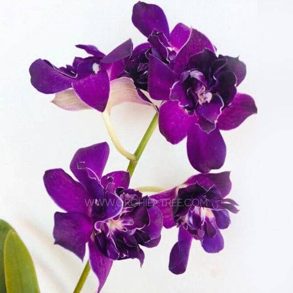 Dendrobium Rose Betty Blue - Without Flowers | BS - Buy Orchids Plants Online by Orchid-Tree.com