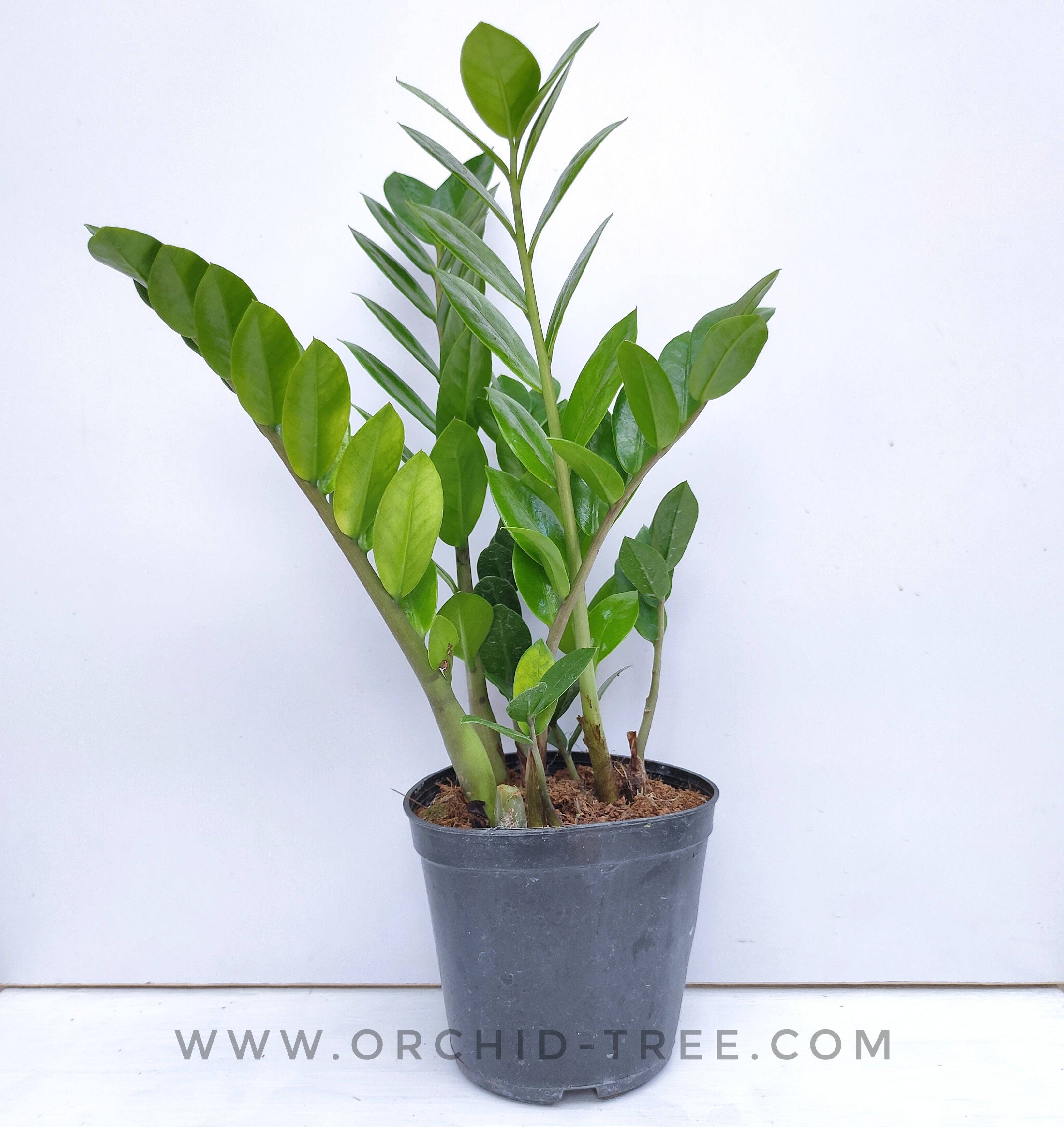 Table Top Indoor Plants – Orchid-Tree