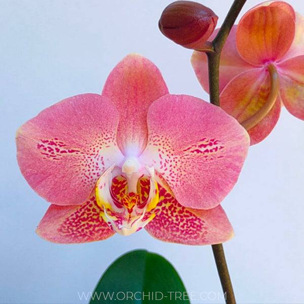 Orchid-tree | Premium Quality Orchids Plants Online India – Orchid-Tree