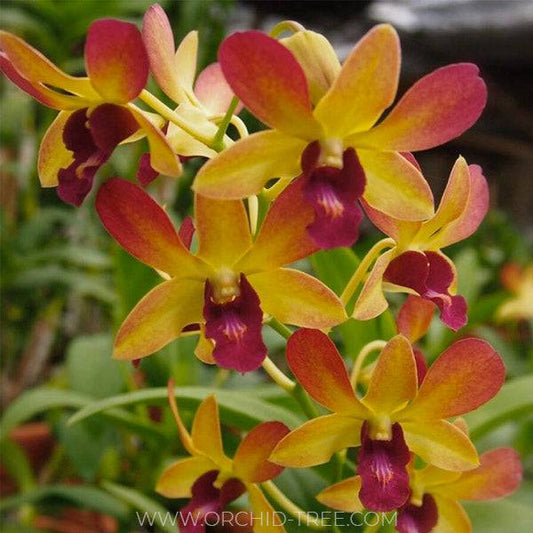 Dendrobium Brown Yellow - Without Flowers | MS - Buy Orchids Plants Online by Orchid-Tree.com