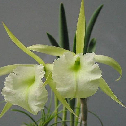 Cattleya (B.) Jimminey Cricket 'Super Bug' - Without Flowers | BS - Buy Orchids Plants Online by Orchid-Tree.com