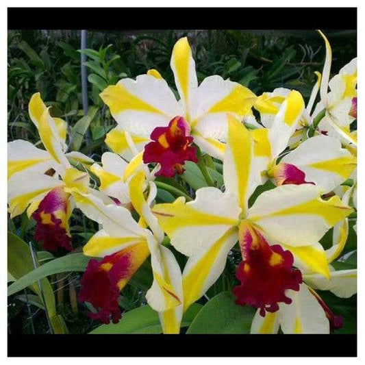 Cattleya (Rth.) Fu Shu Glory 'Happy Holiday' without flower BS - Buy Orchids Plants Online by Orchid-Tree.com