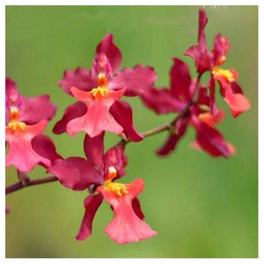 Oncidium Nova 'Red Cherry' - Without Flowers | BS - Buy Orchids Plants Online by Orchid-Tree.com