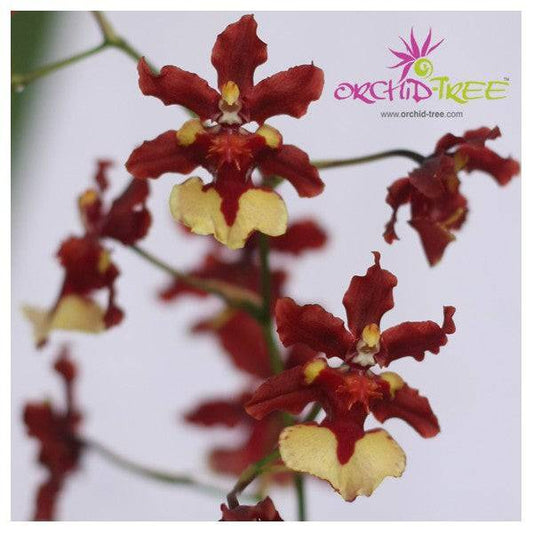 Oncidium Sharry Baby - Without Flower | BS - Buy Orchids Plants Online by Orchid-Tree.com