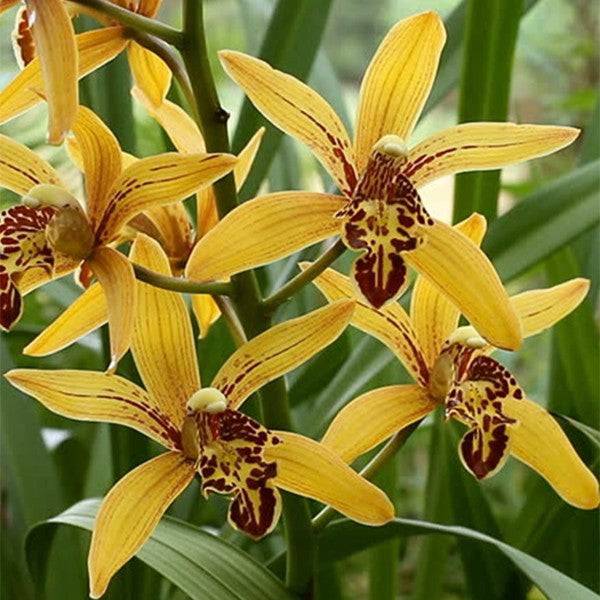 Cymbidium (HTC) Chen's Ruby - Without Flowers | BS - Buy Orchids Plants Online by Orchid-Tree.com